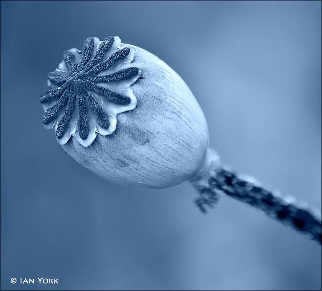 Waiting To Bud