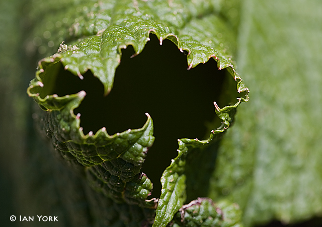 Gunnera
