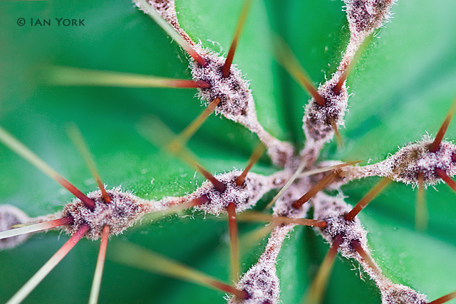 Pins n Needles