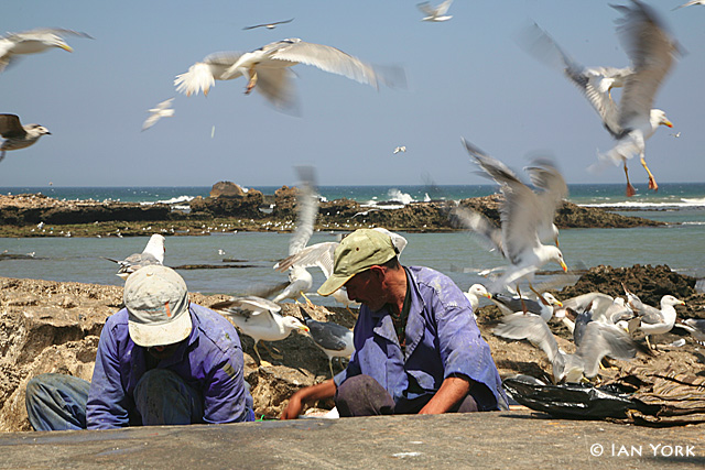 The Birds
