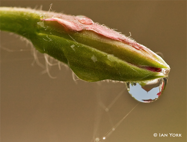 Dew Drop