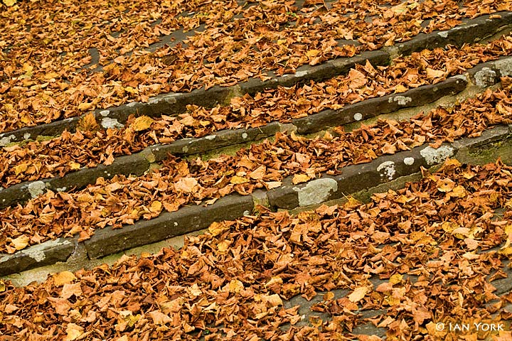 Autumn Fall
