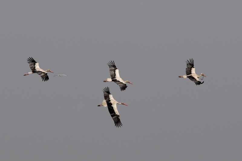 DSC_7470  white storks.jpg