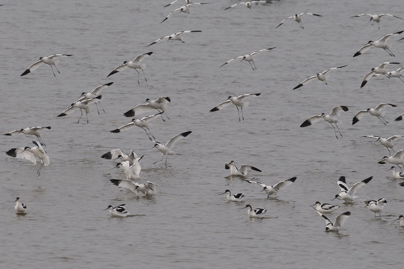 Avocet - Kluut-Recurvirostra avosetta