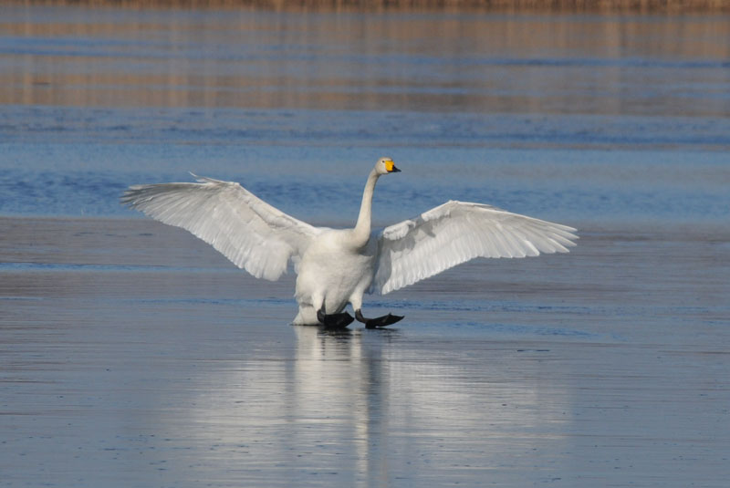  Wilde Zwaan - Whooper Swan - Cygnus cygnus