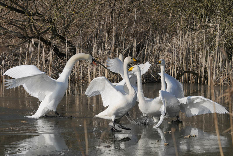  Wilde Zwaan - Whooper Swan - Cygnus cygnus