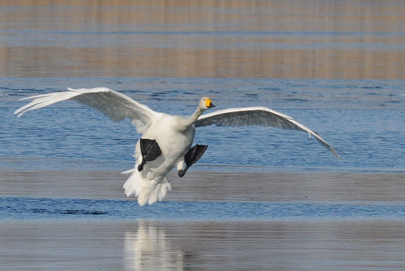 Wilde Zwaan - Whooper Swan