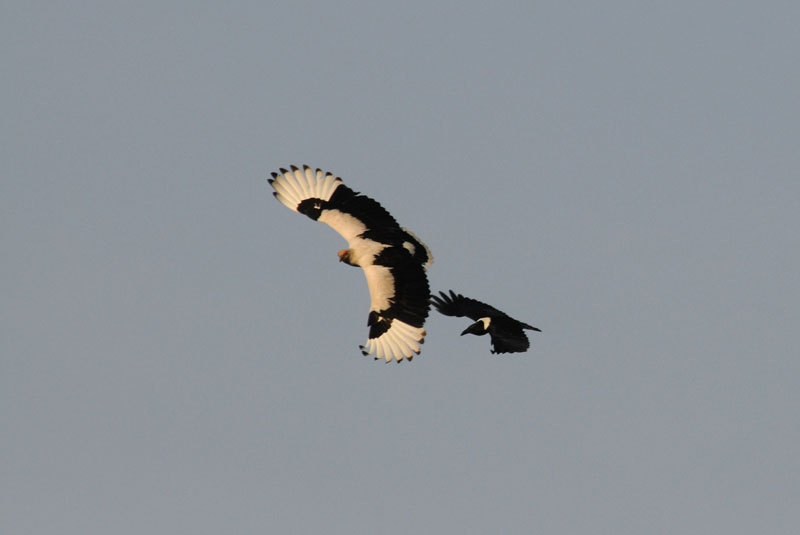 Palmnut Vulture and Pied Crow