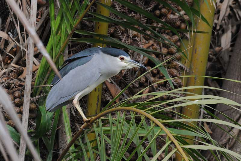   Night Heron - Kwak