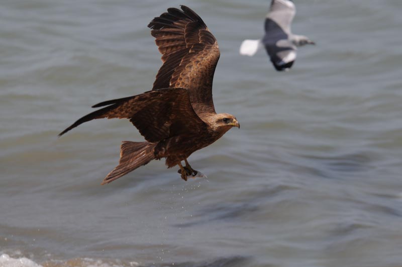 Black Kite - Zwarte Wouw.