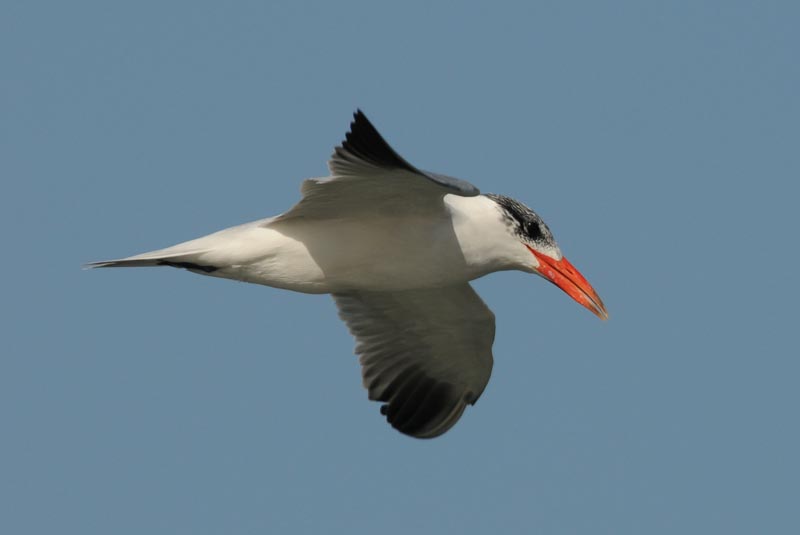 Caspian Tern - Reuzenstern