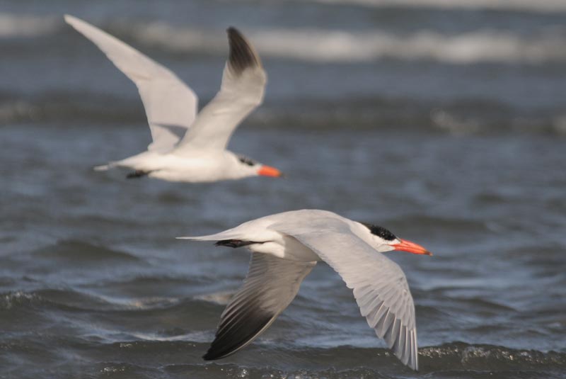 Caspian Tern - Reuzenstern