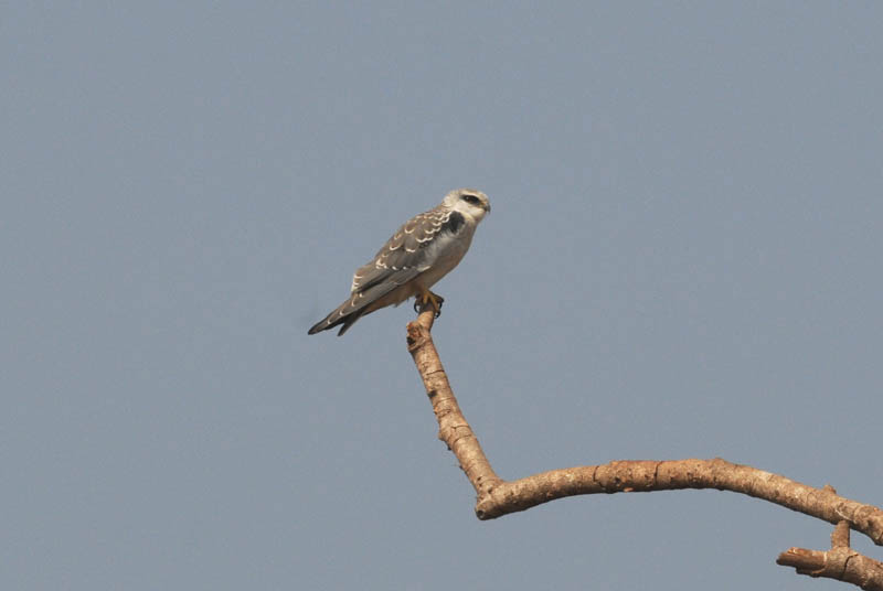  Black -Shouldered Kite - Grijze Wouw