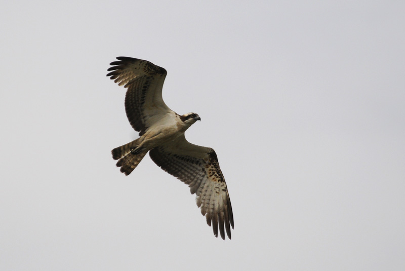   Osprey - Visarend