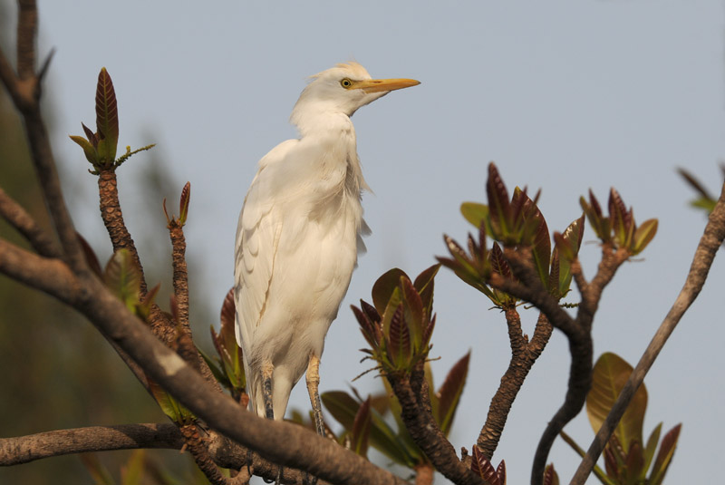 Cattle Egret - Koereiger