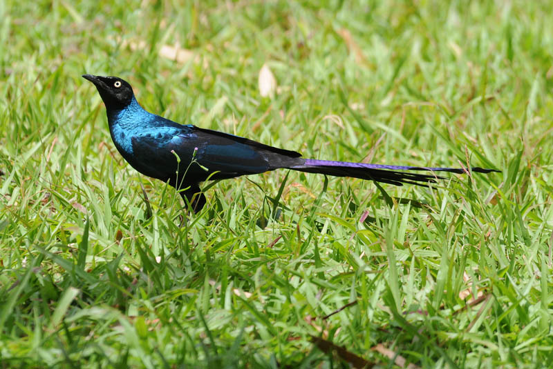 Long tailed Starling