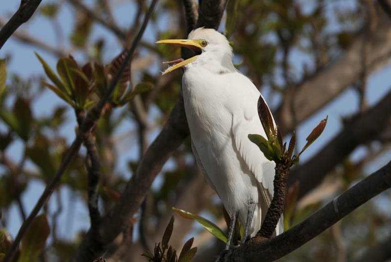  Cattle Egret -   Koereiger