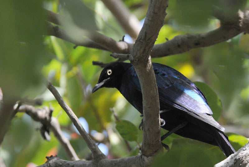  Long-Tailed Glossy-Starling