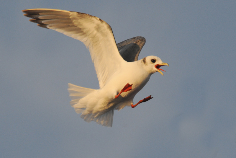  Red Legged Kittiwake [ Rissa brevirostris ]