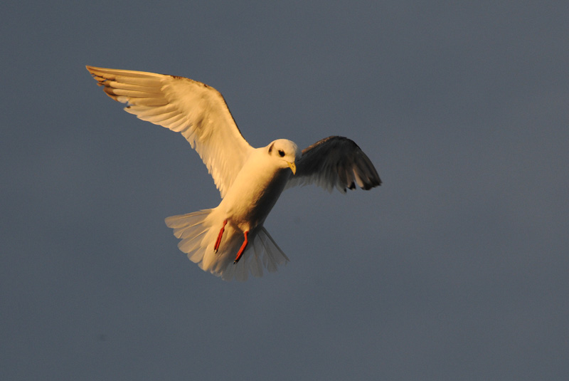 Red Legged Kittiwake [ Rissa brevirostris ]