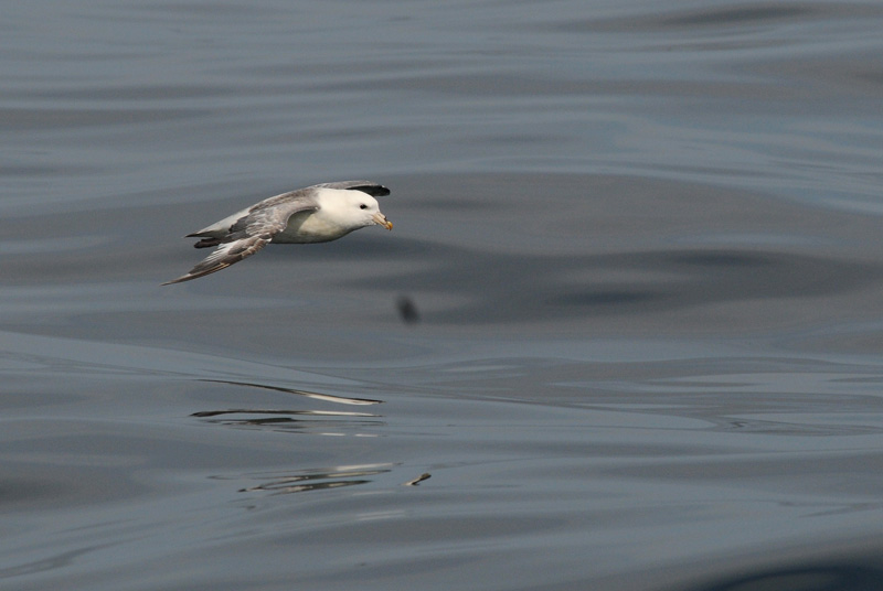  Fulmar [Fulmarus glacialis]