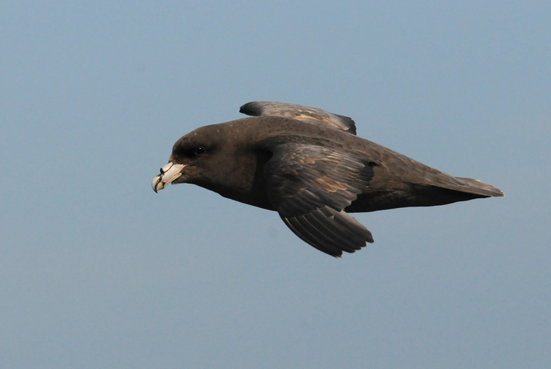 Fulmar [Fulmarus glacialis]