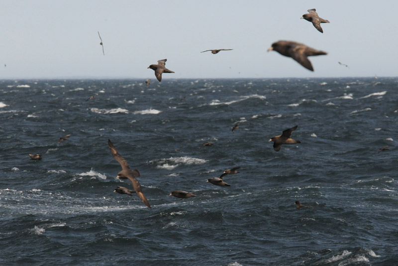  Fulmar [Fulmarus glacialis]