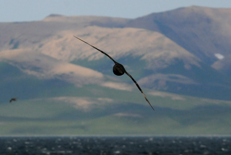   Fulmar [Fulmarus glacialis]