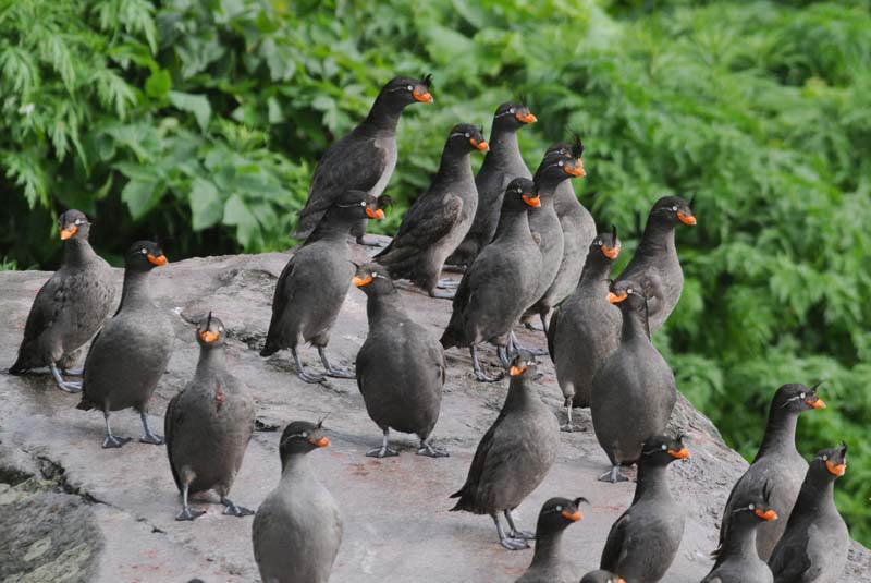   Crested Auklets [Aethia cristatella]