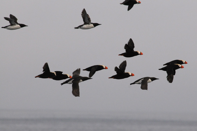  Laysan Albatross [Phoebastria immutabilis]