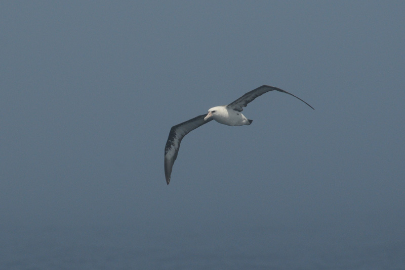  Laysan Albatross [Phoebastria immutabilis]