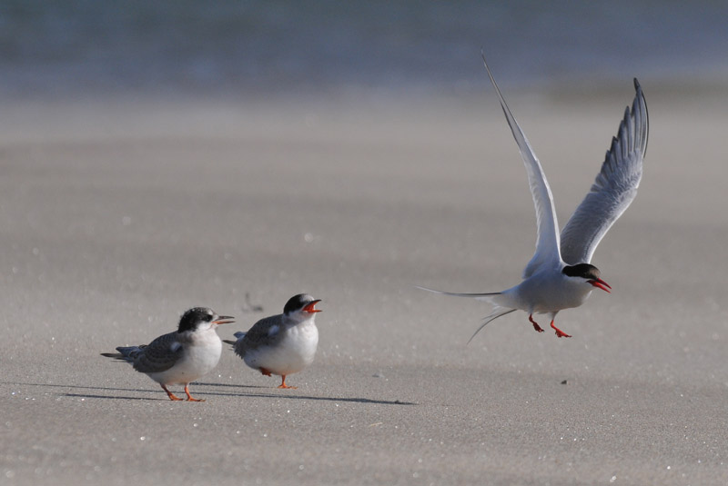  Arctic Tern [ Sterna paradisaea ]