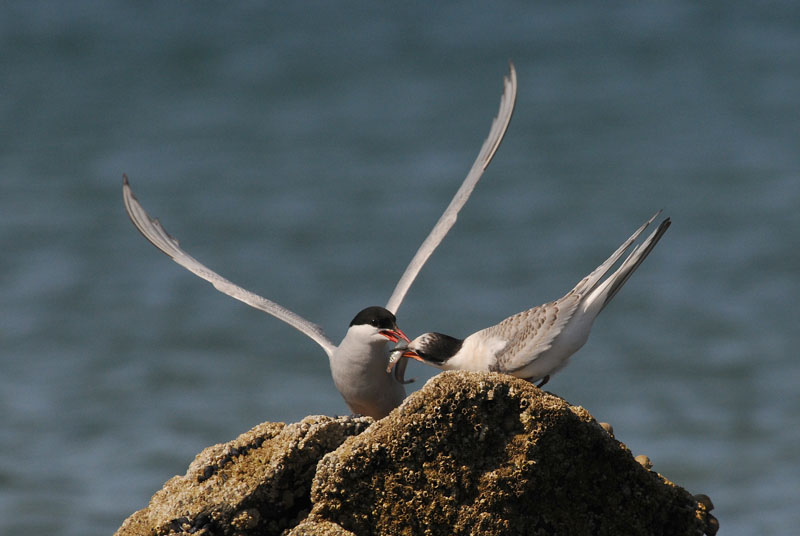  Arctic Tern [ Sterna paradisaea ]