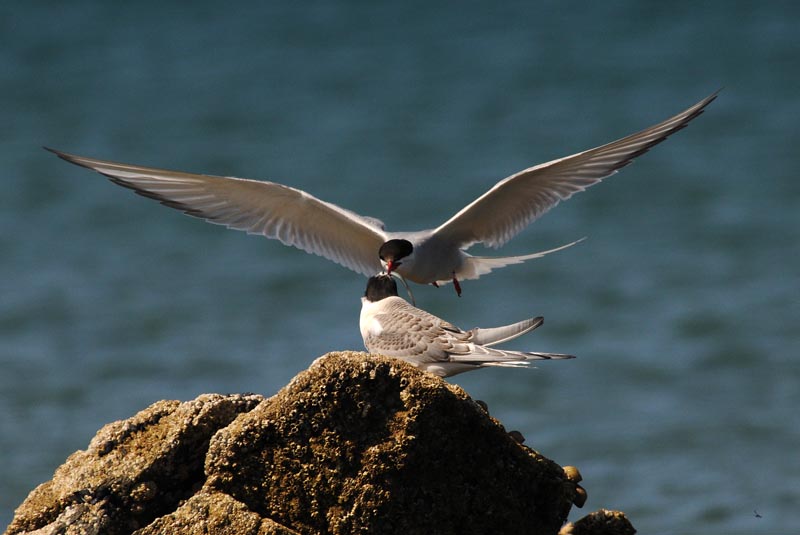   Arctic Tern [ Sterna paradisaea ]