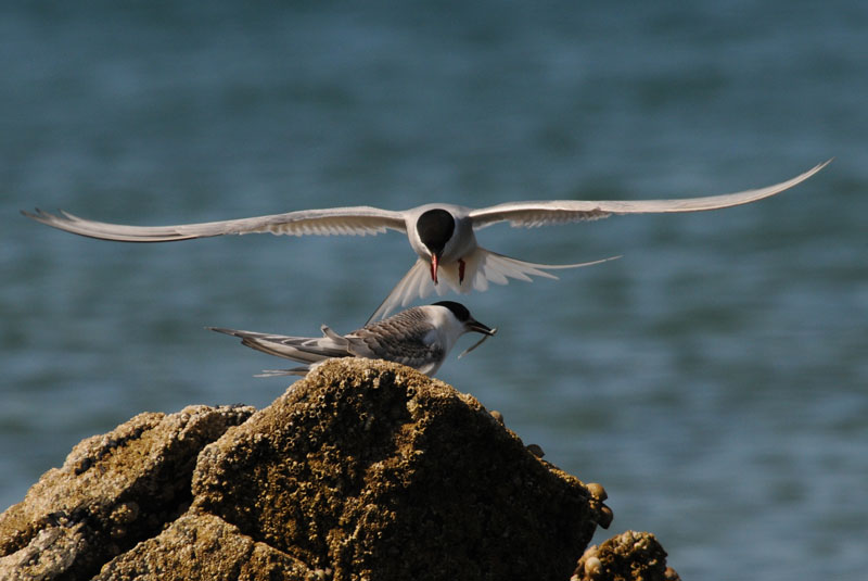  Arctic Tern [ Sterna paradisaea ]