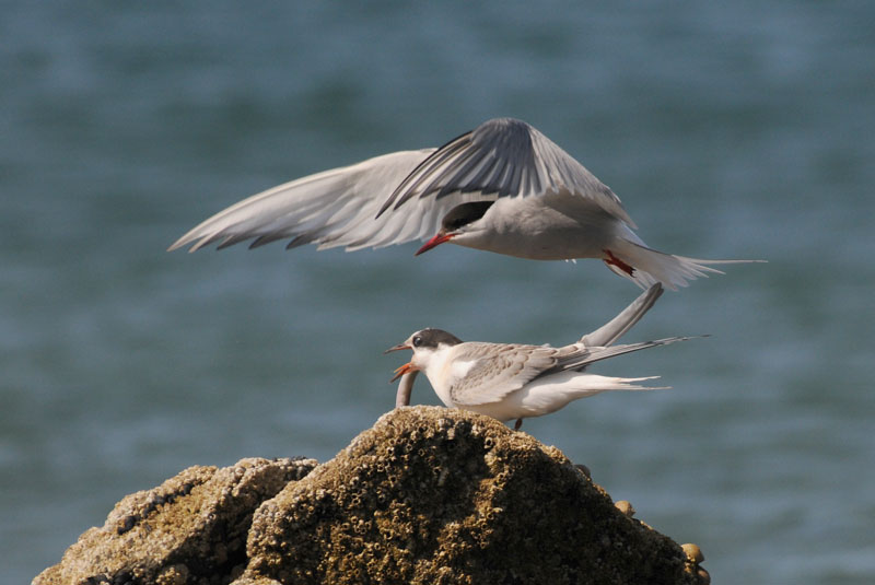   Arctic Tern [ Sterna paradisaea ]