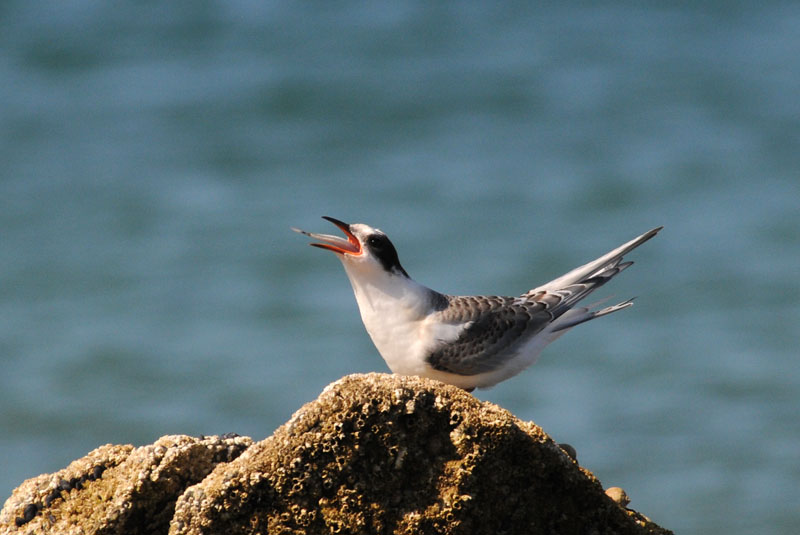  Arctic Tern [ Sterna paradisaea ]