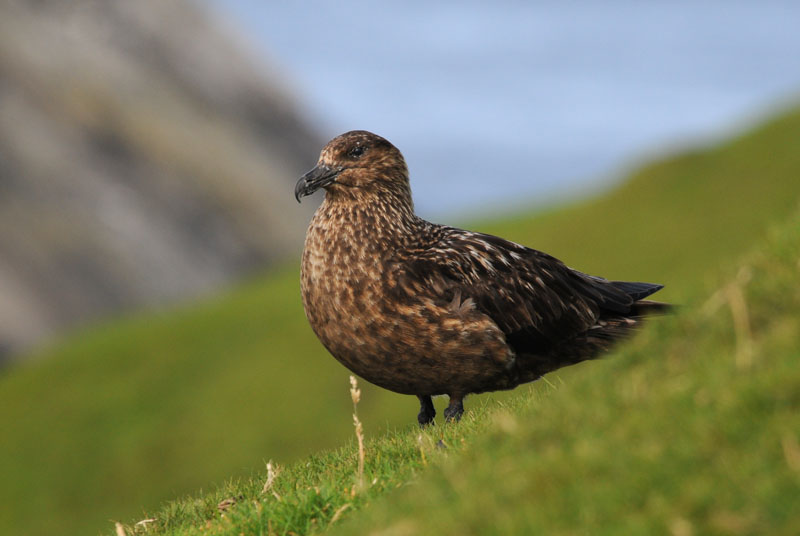    Great Skua  [Stercorarius skua]