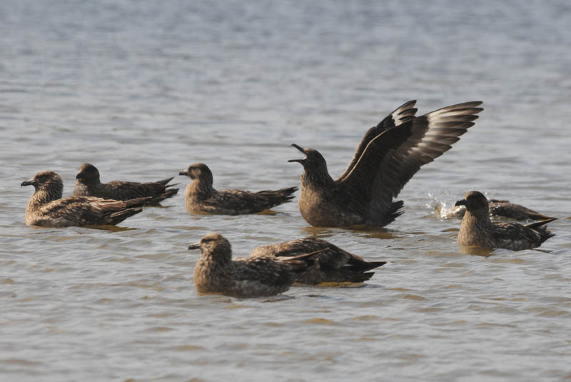   Great Skua  [Stercorarius skua]