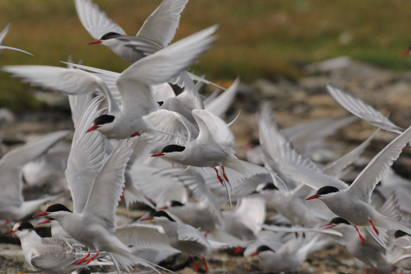   Arctic Terns [ Sterna paradisaea}