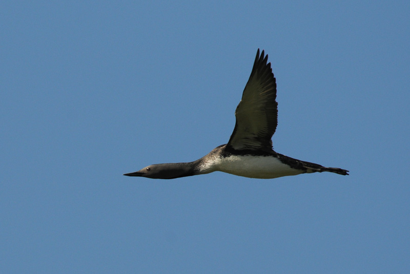 Red-Throated Diver [ Gavia stellata]