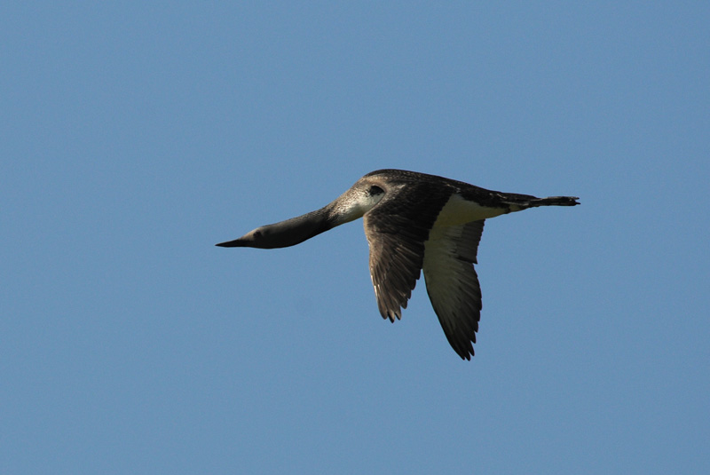  Red-Throated Diver [ Gavia stellata]