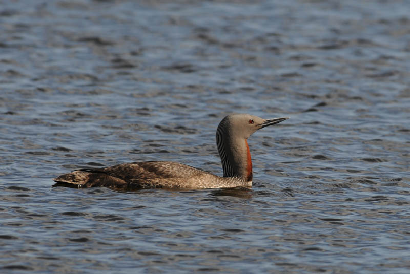  Red-Throated Diver [ Gavia Stellata}