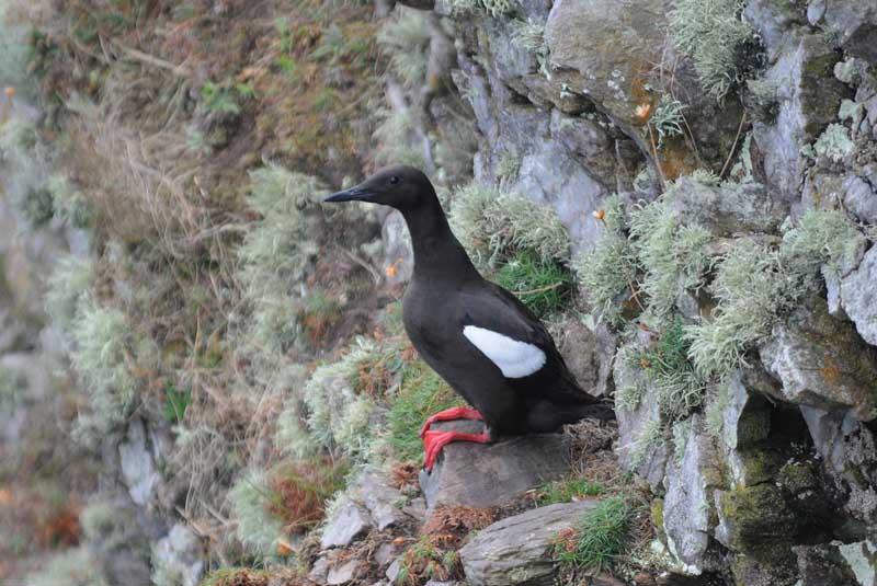  Black Guillemot [Cepphus grylle]