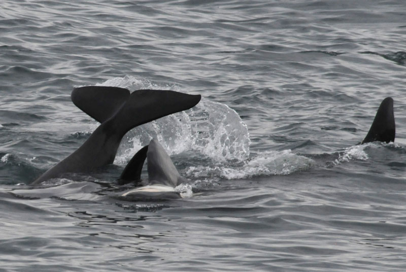  Killer Whale - Bering Sea  Kamchatka