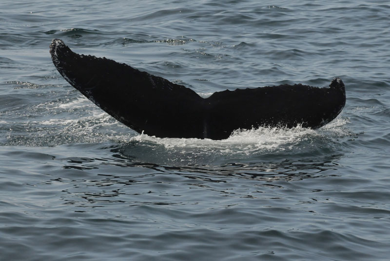  Humpback Whale- Bering Sea  Kamchatka