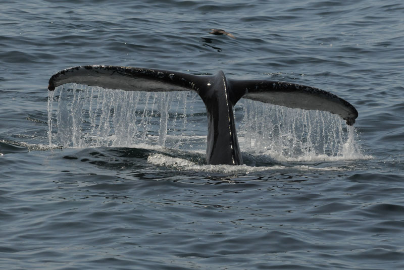  Humpback Whale- Bering Sea  Kamchatka