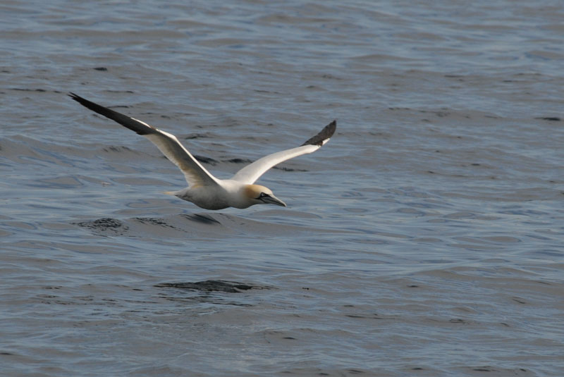 Jan van Gent - Gannet - Morus bassanas