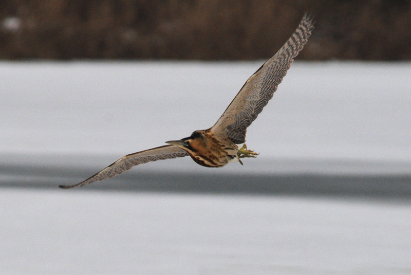 Great Bittern - Roerdomp - Botaurus stellaris