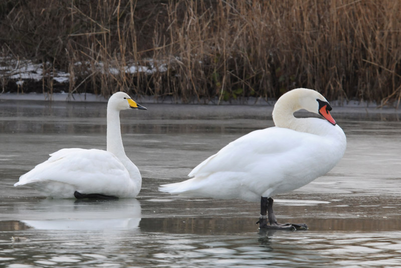 Wilde Zwaan -Whooper  Swan  &  Knobbelzwaan  -Mute Swan